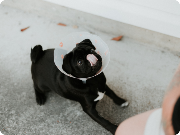 priscilla-du-preez-1oEtIXmP1xE-unsplash priscilla-du-preez-1oEtIXmP1xE-unsplash
